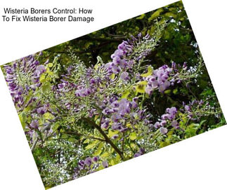 Wisteria Borers Control: How To Fix Wisteria Borer Damage