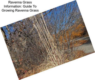 Ravenna Grass Information: Guide To Growing Ravenna Grass
