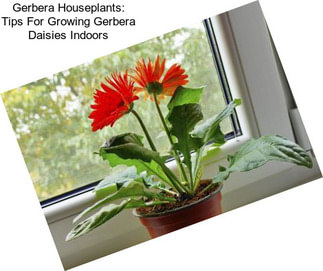 Gerbera Houseplants: Tips For Growing Gerbera Daisies Indoors