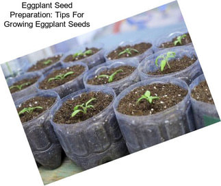 Eggplant Seed Preparation: Tips For Growing Eggplant Seeds