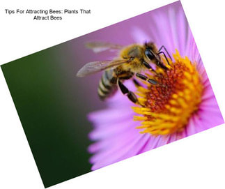 Tips For Attracting Bees: Plants That Attract Bees