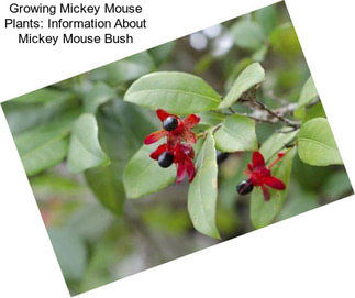 Growing Mickey Mouse Plants: Information About Mickey Mouse Bush