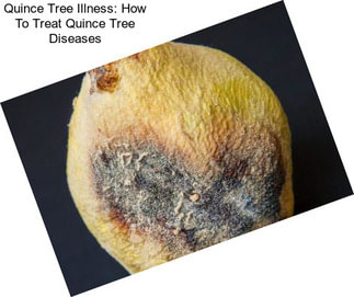 Quince Tree Illness: How To Treat Quince Tree Diseases