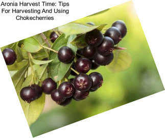 Aronia Harvest Time: Tips For Harvesting And Using Chokecherries