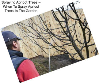 Spraying Apricot Trees – When To Spray Apricot Trees In The Garden