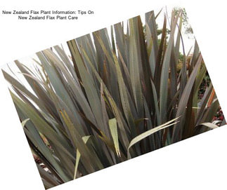 New Zealand Flax Plant Information: Tips On New Zealand Flax Plant Care