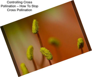 Controlling Cross Pollination – How To Stop Cross Pollination