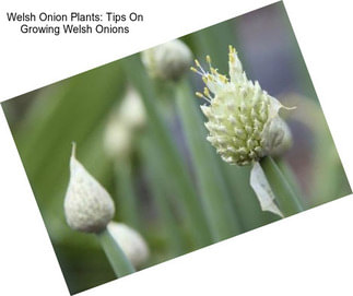 Welsh Onion Plants: Tips On Growing Welsh Onions