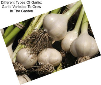 Different Types Of Garlic: Garlic Varieties To Grow In The Garden