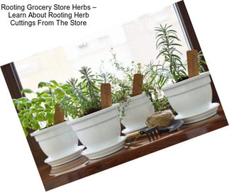 Rooting Grocery Store Herbs – Learn About Rooting Herb Cuttings From The Store