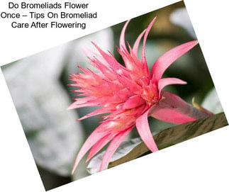 Do Bromeliads Flower Once – Tips On Bromeliad Care After Flowering