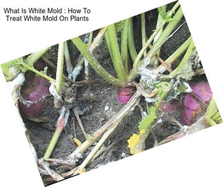 What Is White Mold : How To Treat White Mold On Plants