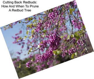 Cutting Back Redbuds: How And When To Prune A Redbud Tree