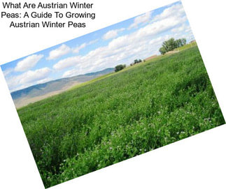 What Are Austrian Winter Peas: A Guide To Growing Austrian Winter Peas