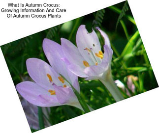 What Is Autumn Crocus: Growing Information And Care Of Autumn Crocus Plants