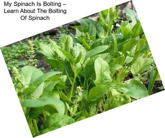 My Spinach Is Bolting – Learn About The Bolting Of Spinach