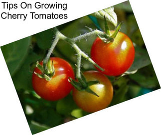 Tips On Growing Cherry Tomatoes