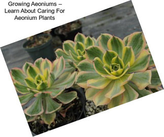 Growing Aeoniums – Learn About Caring For Aeonium Plants