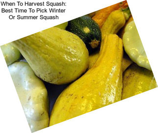 When To Harvest Squash: Best Time To Pick Winter Or Summer Squash
