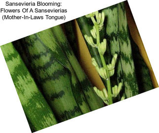 Sansevieria Blooming: Flowers Of A Sansevierias (Mother-In-Laws Tongue)