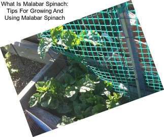 What Is Malabar Spinach: Tips For Growing And Using Malabar Spinach