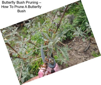 Butterfly Bush Pruning – How To Prune A Butterfly Bush