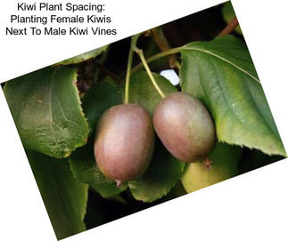 Kiwi Plant Spacing: Planting Female Kiwis Next To Male Kiwi Vines