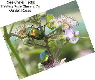 Rose Chafer Facts: Treating Rose Chafers On Garden Roses