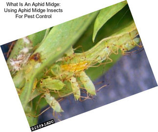 What Is An Aphid Midge: Using Aphid Midge Insects For Pest Control