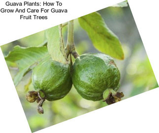 Guava Plants: How To Grow And Care For Guava Fruit Trees