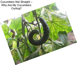 Cucumbers Not Straight – Why Are My Cucumbers Curling?