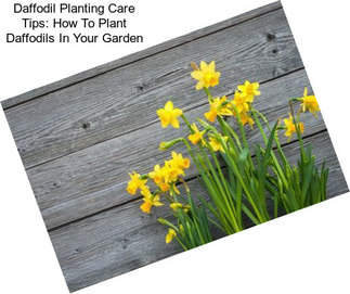 Daffodil Planting Care Tips: How To Plant Daffodils In Your Garden