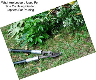 What Are Loppers Used For: Tips On Using Garden Loppers For Pruning