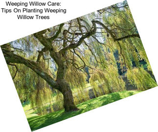 Weeping Willow Care: Tips On Planting Weeping Willow Trees