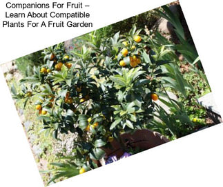 Companions For Fruit – Learn About Compatible Plants For A Fruit Garden