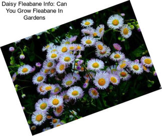 Daisy Fleabane Info: Can You Grow Fleabane In Gardens