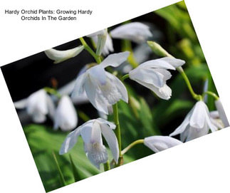 Hardy Orchid Plants: Growing Hardy Orchids In The Garden