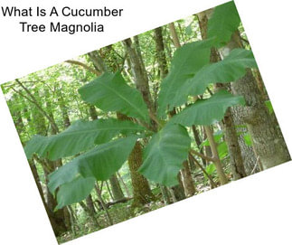 What Is A Cucumber Tree Magnolia