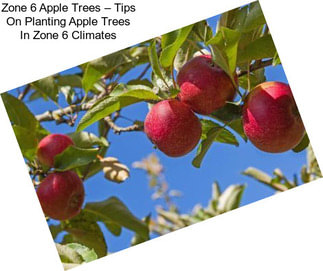 Zone 6 Apple Trees – Tips On Planting Apple Trees In Zone 6 Climates