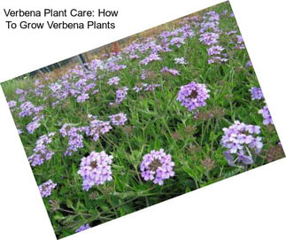 Verbena Plant Care: How To Grow Verbena Plants