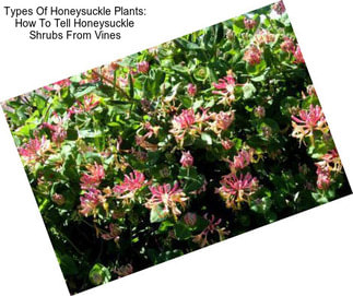 Types Of Honeysuckle Plants: How To Tell Honeysuckle Shrubs From Vines