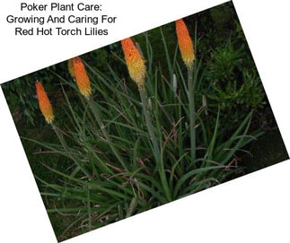 Poker Plant Care: Growing And Caring For Red Hot Torch Lilies