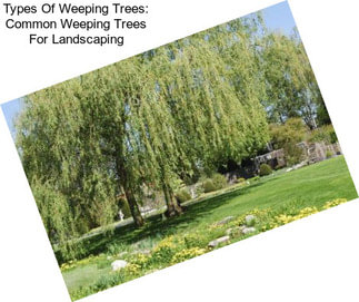 Types Of Weeping Trees: Common Weeping Trees For Landscaping