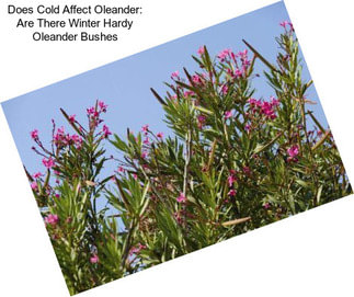 Does Cold Affect Oleander: Are There Winter Hardy Oleander Bushes