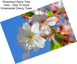 Flowering Cherry Tree Care – How To Grow Ornamental Cherry Trees