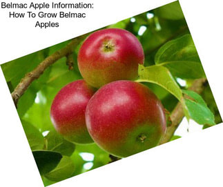 Belmac Apple Information: How To Grow Belmac Apples