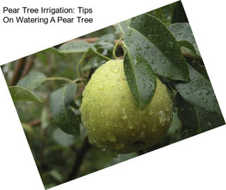 Pear Tree Irrigation: Tips On Watering A Pear Tree