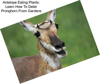 Antelope Eating Plants: Learn How To Deter Pronghorn From Gardens