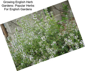 Growing English Herb Gardens: Popular Herbs For English Gardens