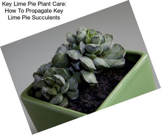 Key Lime Pie Plant Care: How To Propagate Key Lime Pie Succulents